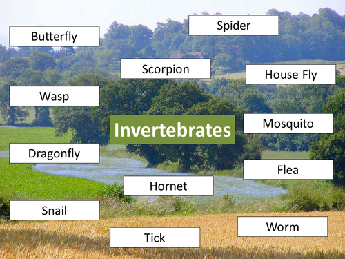 Invertebrates Venn diagram starter with activities to follow