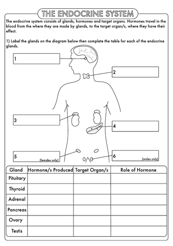 endocrine-system-labeling-worksheet