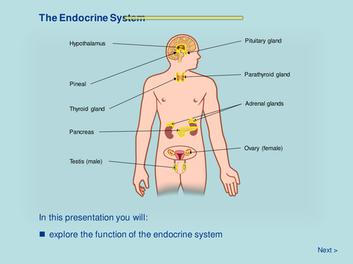The Endocrine System