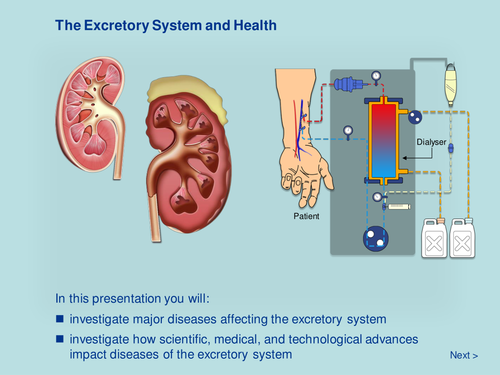 The Excretory System and Health