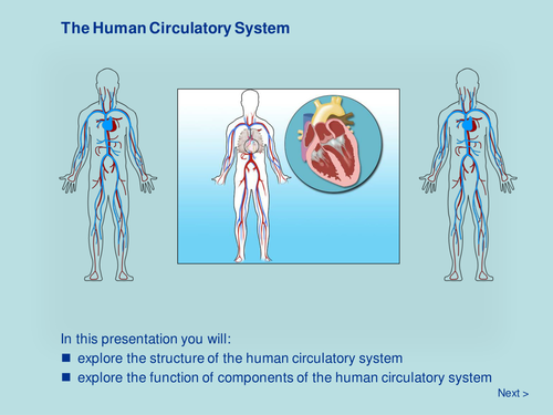 The Human Circulatory System