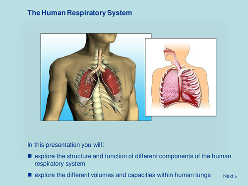 The Human Respiratory System