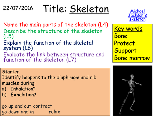 B1 2.4 Skeleton