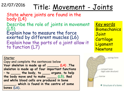 B1 2.5 Movement:Joints
