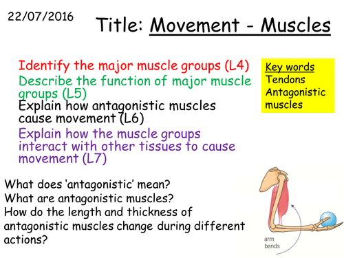 B1 2.6 Movement:Muscles