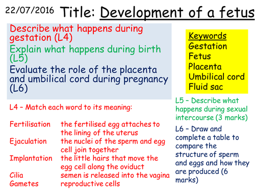 B1 3.4 Development of a fetus