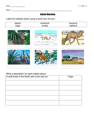 worksheet animal adaptations 2 differentiated matching Key Year worksheets Habitat