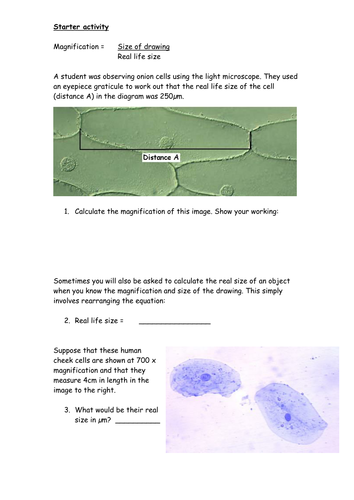 Worksheets on Measuring Cell Size and Magnification. by jayto - UK