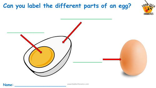 Parts of an Egg Worksheet | Teaching Resources