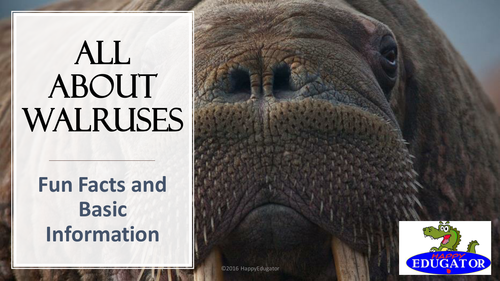 Walruses:  All About Walruses PowerPoint