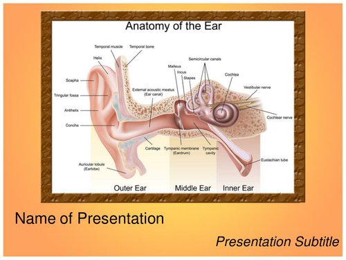 Ear Anatomy PPT Template