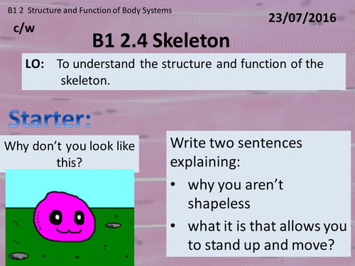 Activate 1:  B1:  2.4  Skeleton