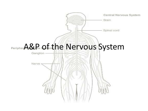 Anatomy and Physiology of the Nervous System (overview)