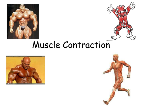 Muscles: Structure, contraction and sliding filament hypothesis
