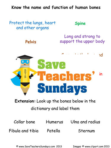 Human Skeleton KS2 Lesson Plan and Worksheet