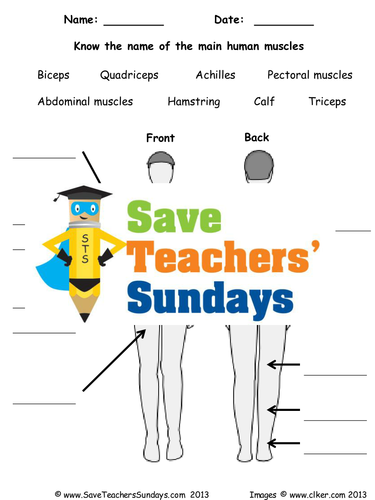 Human Muscles KS2 Lesson Plan and Worksheets