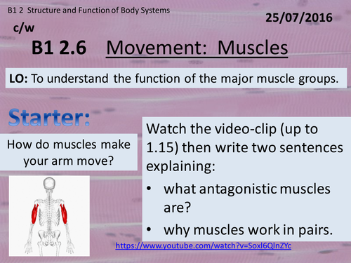 Activate 1:  B1:  2.6 Movement - Muscles