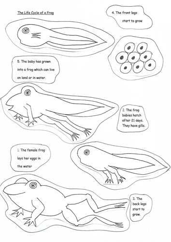 Life Cycle of a Frog | Teaching Resources