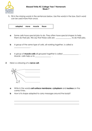 Specialised Cells Task