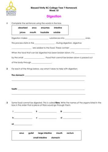 Digestive system Homework task