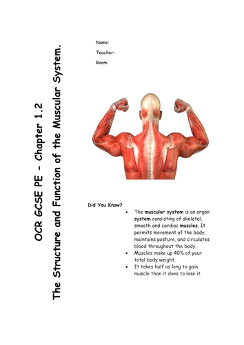 Chapter 1.2 The Muscular System - GCSE PE Revision/work booklet for OCR specification 2016
