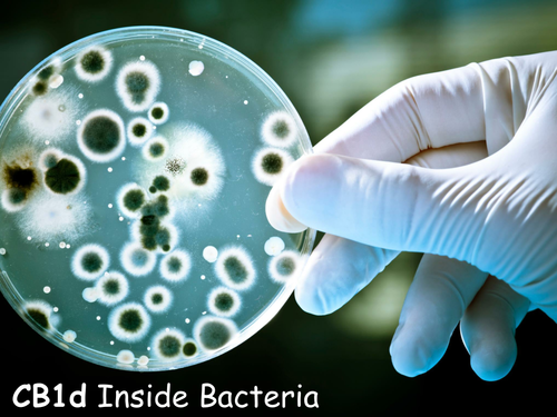 Edexcel CB1d Inside Bacteria