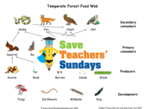 Food Web KS2 Lesson Plan and Worksheet