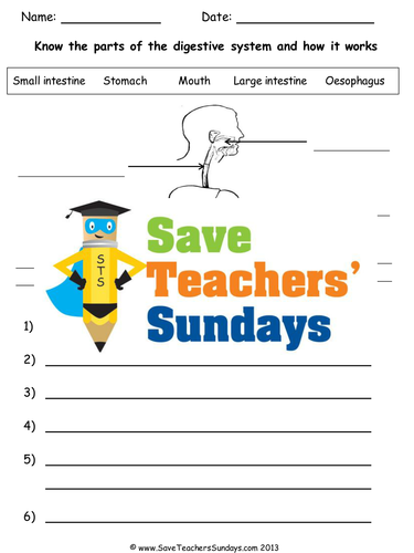 Digestive System KS2 Lesson Plan and Worksheet