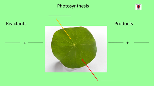 Effect of light intensity on the rate of photosynthesis - new GCSE required practical