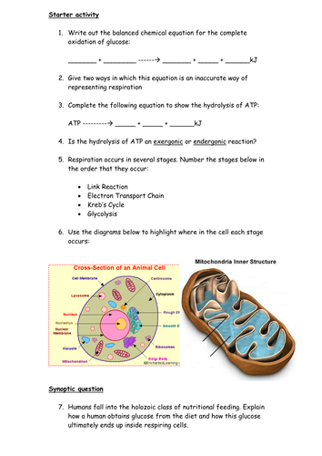 Respiration - understanding the basics and synoptic challenge question