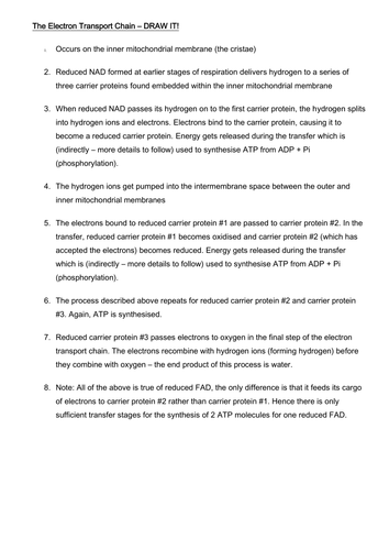 The electron transport chain (plus link reaction and Kreb's cycle) - DRAW IT!