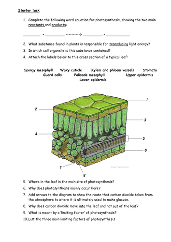 Photosynthesis - a basic introduction
