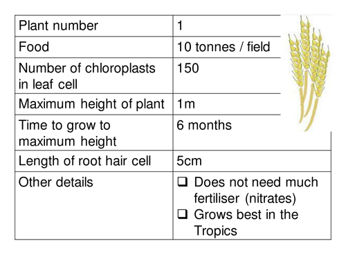 Photosynthesis lesson - develop higher level thinking - deciding which plant to feed the world