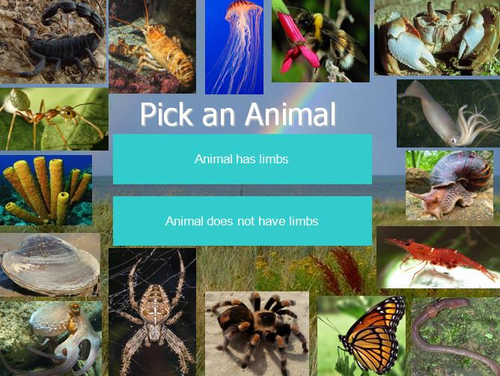 Invertebrate Animals Interactive Identification Game: Science
