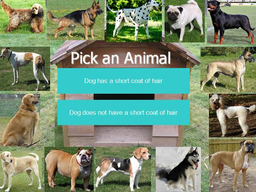 Dog Breeds Interactive Identification Game - Dichotomous Key PowerPoint