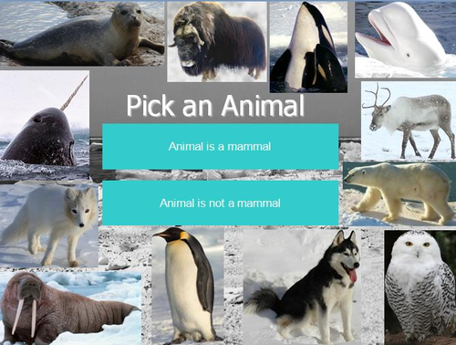 Polar Animals