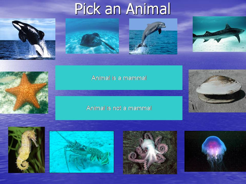 Ocean Animals