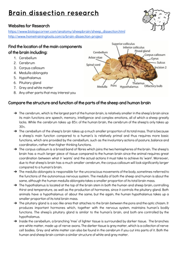 Nervous System And Sheep Brain Dissection Teaching Resources