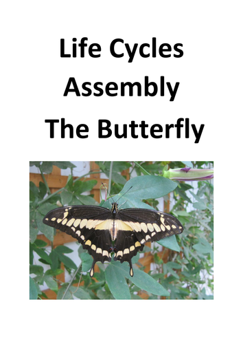 Butterfly Life Cycle Assembly
