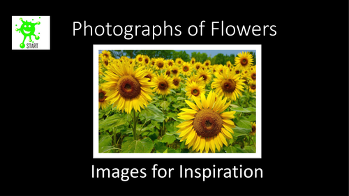 Art. Photographs of Flowers for Inspiration.
