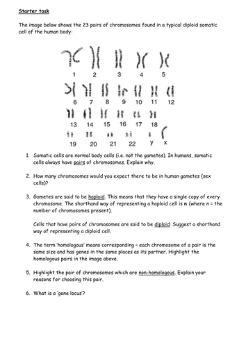 Homologous chromosomes