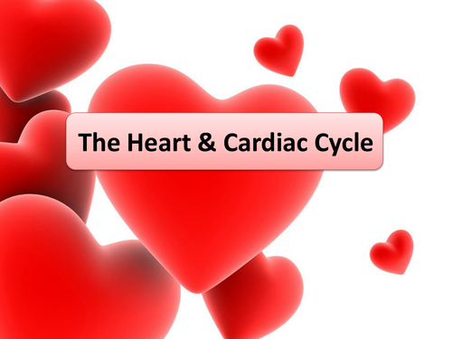 New OCR AS Biology The Heart & Cardiac Cycle Lesson