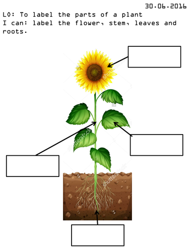 Label the parts of a plant