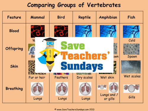 Comparing Vertebrate Animal Groups KS2 Lesson Plan and Comparison