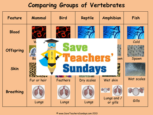 Comparing Vertebrate Animal Groups KS2 Lesson Plan and Comparison Worksheet