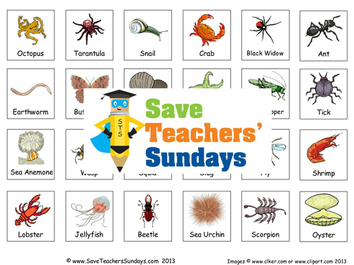 Classifying Invertebrates KS2 Lesson Plan and Worksheet | Teaching