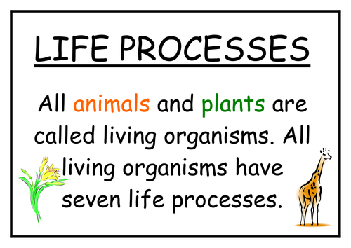 Life Processes Display Posters