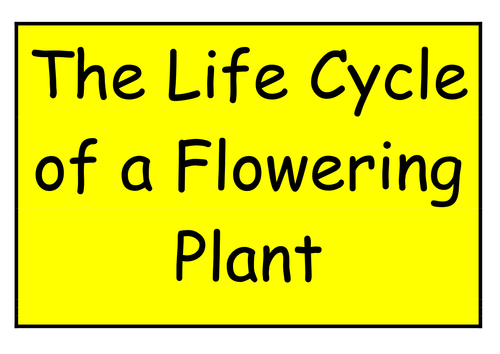 The Life Cycle of a Flowering Plant Interactive Display