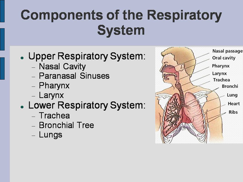 nasal septum anatomy ppt