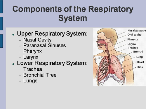 The Respiratory System PowerPoint